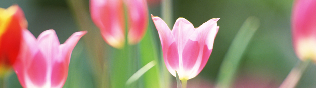 header_img_saiyou_2012.4.jpg