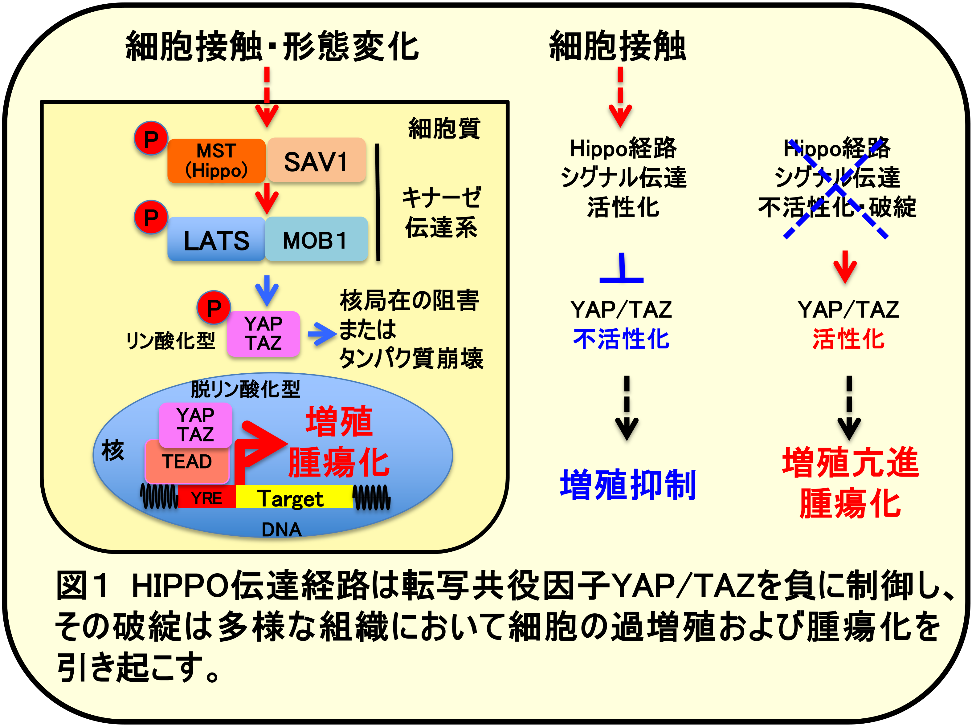 Hippo 図1.png