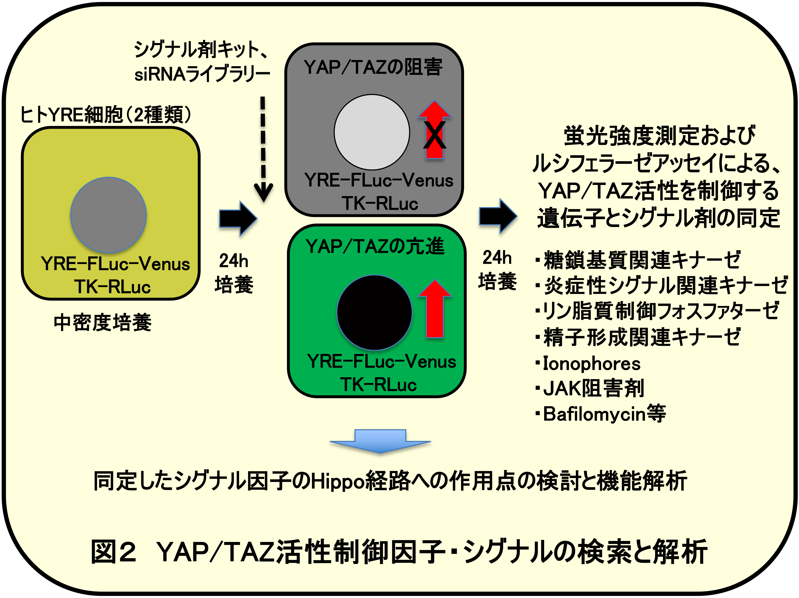 Hippo 図2.png