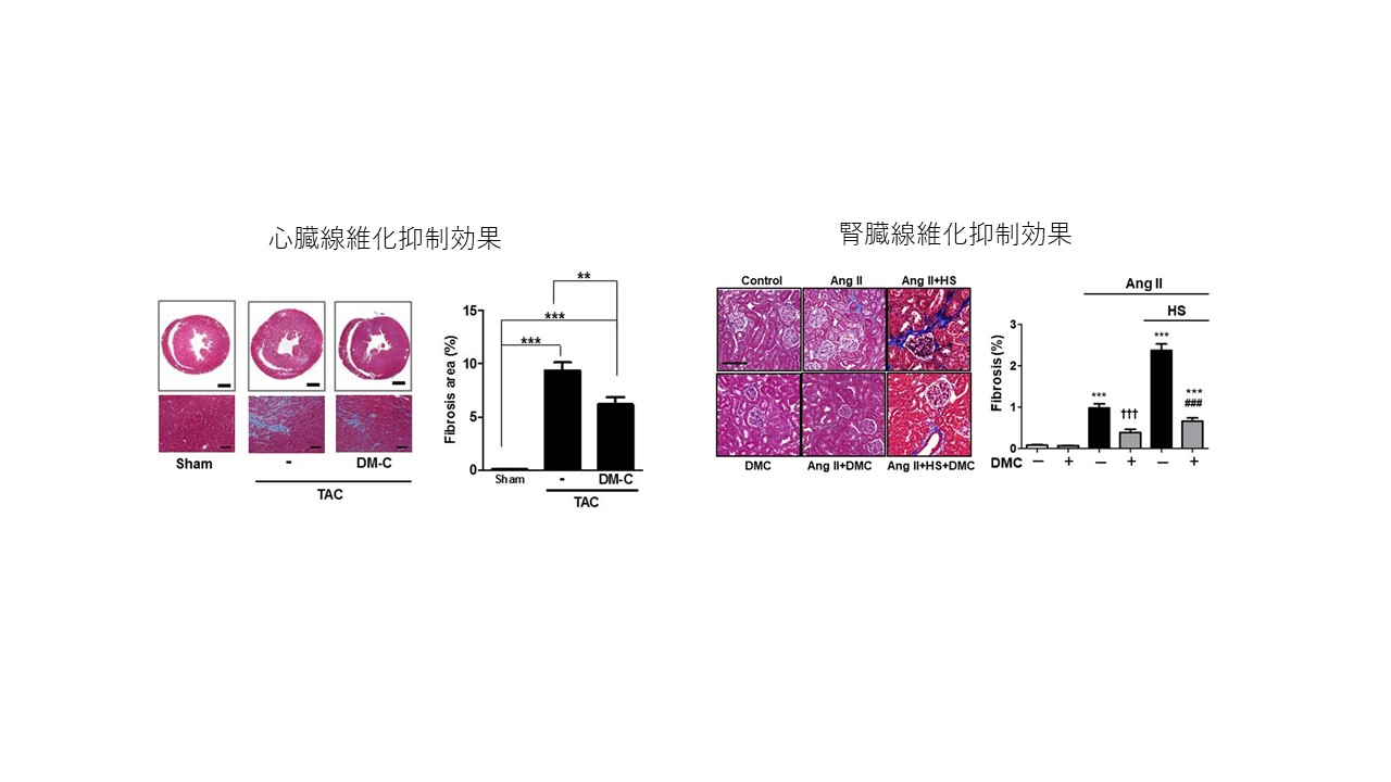 筋線維芽細胞.jpg